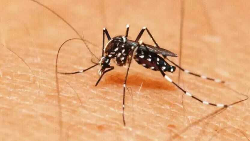 Imagem de compartilhamento para o artigo Paranaíba é destaque na baixa incidência de casos de dengue em Mato Grosso do Sul da MS Todo dia