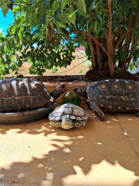 Imagem principal do artigo Comparando Répteis: Diferenças Entre a Tartaruga Tigre-d'Água e o Jabuti