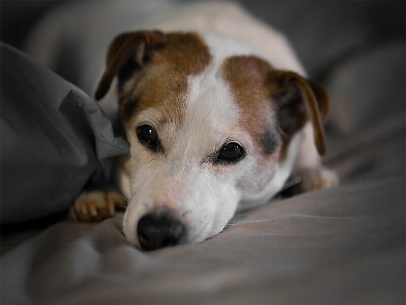 Imagem de compartilhamento para o artigo MP investiga Prefeitura de MS por omissão no controle de animais abandonados da MS Todo dia