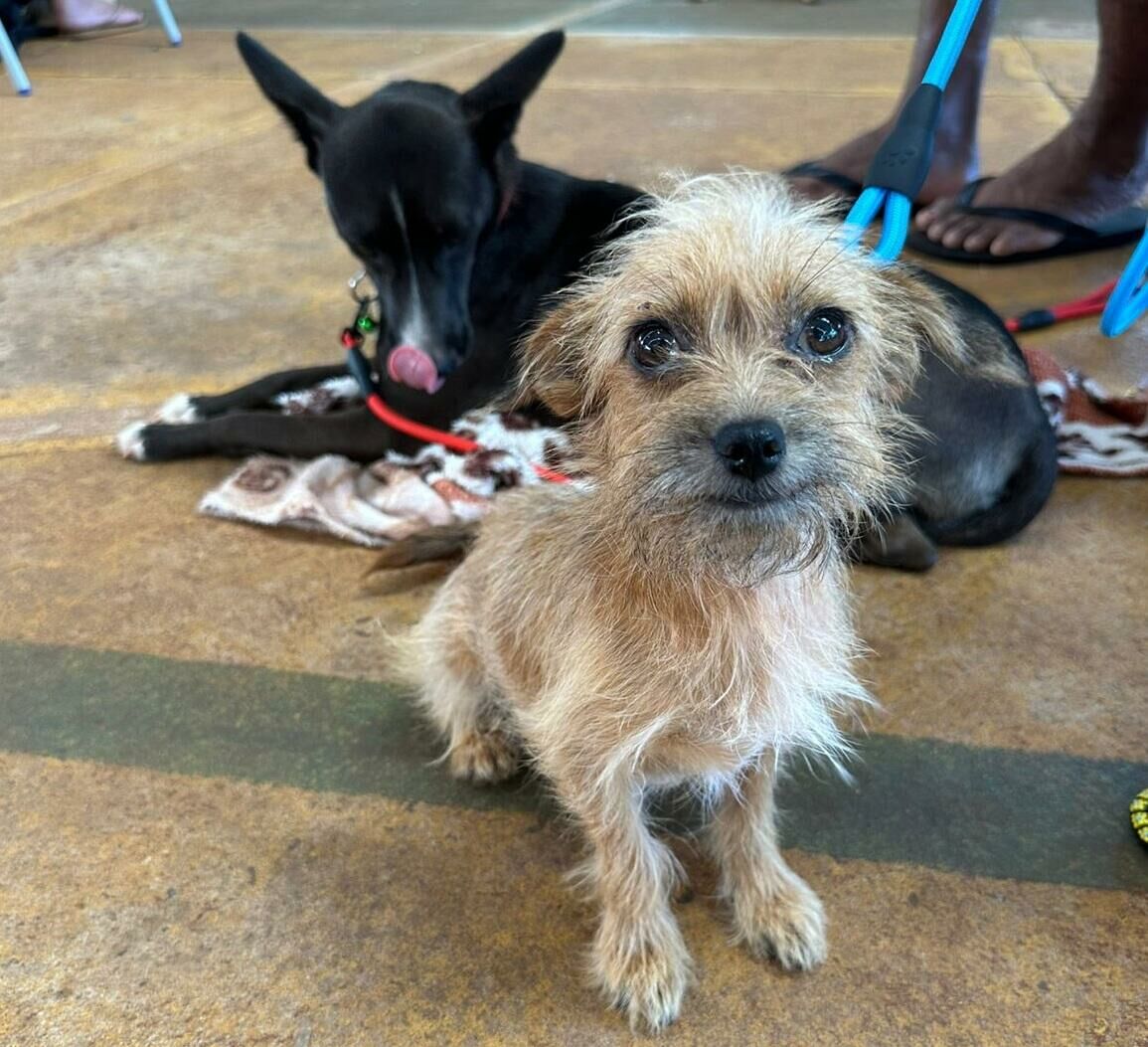 Imagem de compartilhamento para o artigo Com apoio de Soraya Thronicke, Caravana da Castração atende 200 animais em MS com serviços gratuitos da MS Todo dia