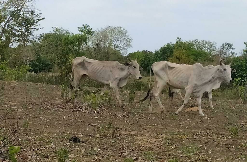Imagem de compartilhamento para o artigo Proprietário de fazenda é multado em mais de 226 mil reais por maus-tratos a bovinos em Coxim da MS Todo dia