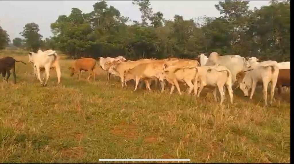 Imagem de compartilhamento para o artigo Pecuaristas de Costa Rica voltam a enfrentar terrorismo da mosca da cana nos animais e em humanos da MS Todo dia