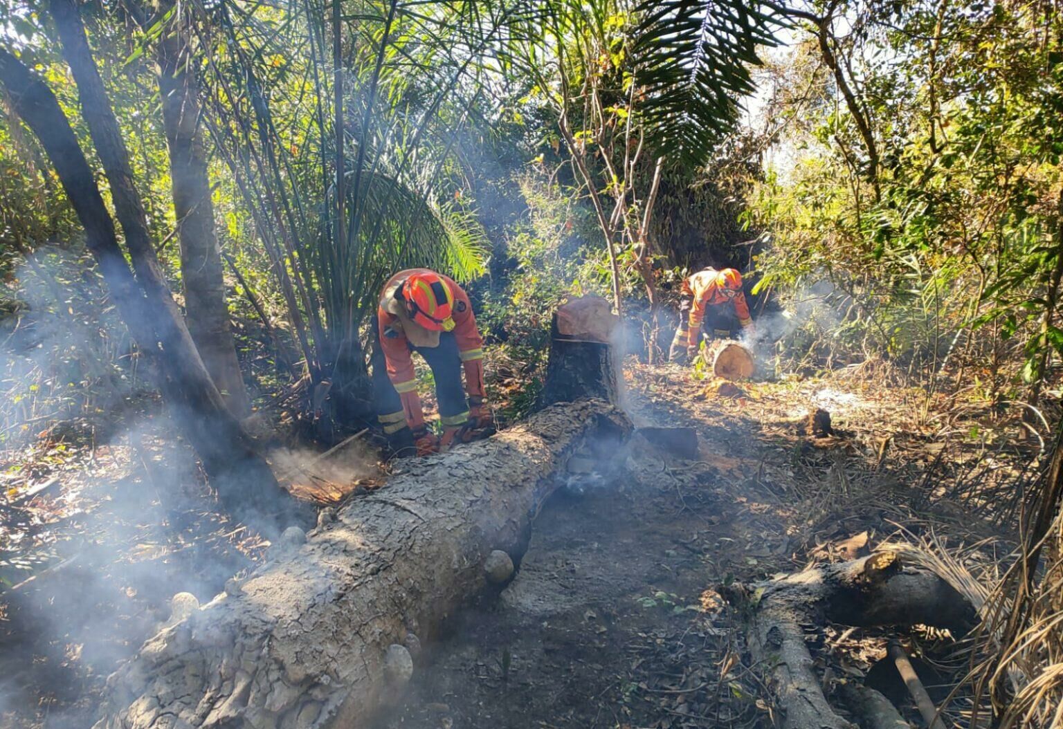 Imagem de compartilhamento para o artigo Pantanal tem 8 focos ativos mesmo após semana de frio e chuva em MS da MS Todo dia