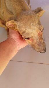 Imagem de compartilhamento para o artigo Idoso é preso em flagrante por maus-tratos a cachorro e ameaça em Alcinópolis da MS Todo dia