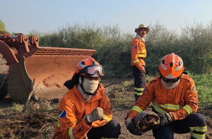 Imagem de compartilhamento para o artigo Bombeiros salvam animais silvestres de chamas no Pantanal de MS da MS Todo dia