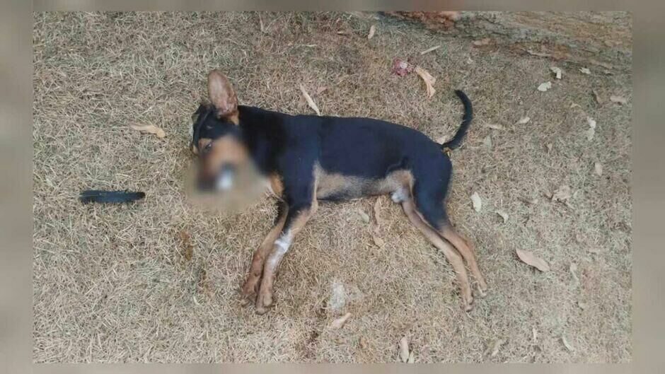 Imagem de compartilhamento para o artigo Cachorros são encontrados mortos com sinais de envenenamento em Rio Verde de MT da MS Todo dia