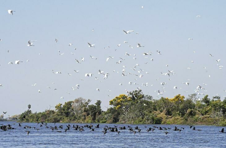 Imagem de compartilhamento para o artigo Governo de MS e Consulado Geral dos EUA se unem para proteção do Pantanal da MS Todo dia