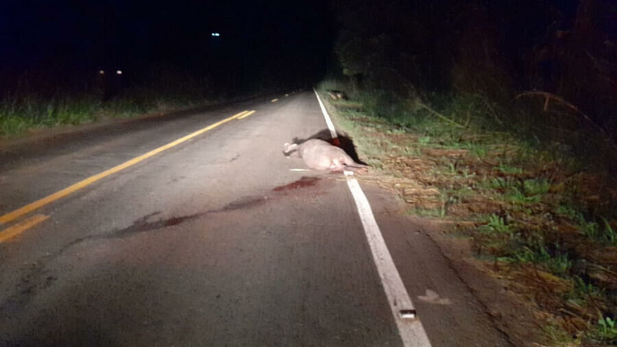 Imagem de compartilhamento para o artigo Anta morre após ser atropelada na região da Serra Sucuriú, em Paraíso das Águas da MS Todo dia