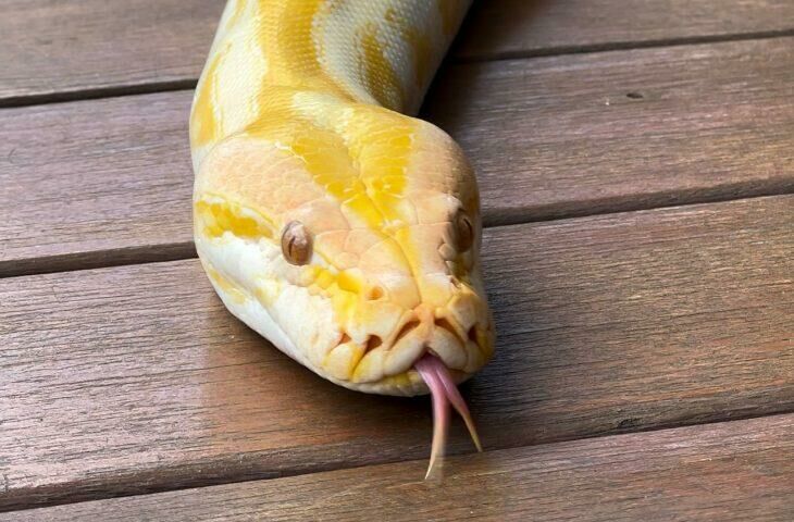 Imagem de compartilhamento para o artigo Píton albina com mais de 2 metros é a mais nova moradora do Bioparque Pantanal; conheça da MS Todo dia