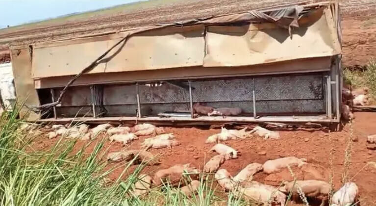 Imagem de compartilhamento para o artigo Caminhão com carga de leitões tomba em rodovia e deixa vários animais mortos entre São Gabriel e Rio Negro da MS Todo dia