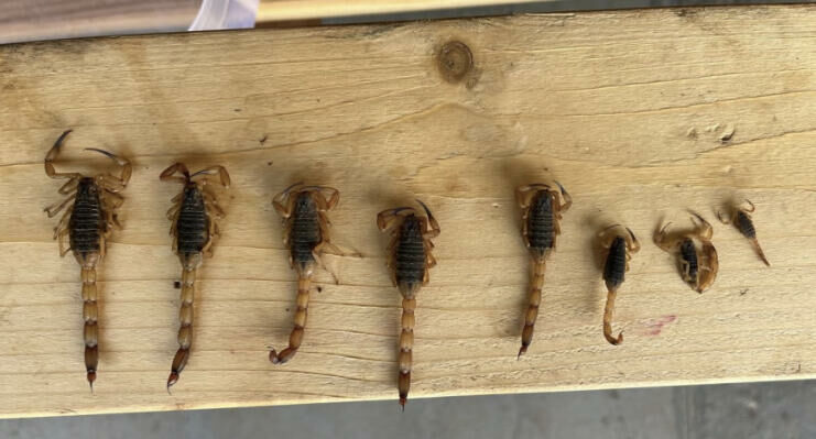 Imagem de compartilhamento para o artigo Alerta em Paraíso das Águas: escorpiões-amarelos são capturados às margens do Rio Sucuriú da MS Todo dia