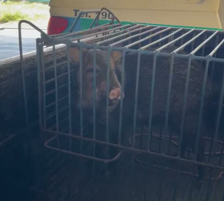 Imagem de compartilhamento para o artigo Caititu invade quintal em bairro de Cassilândia e é resgatado pela Polícia Militar Ambiental da MS Todo dia