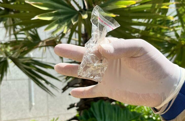 Imagem de compartilhamento para o artigo MS registra 1.764 casos confirmados de chikungunya da MS Todo dia