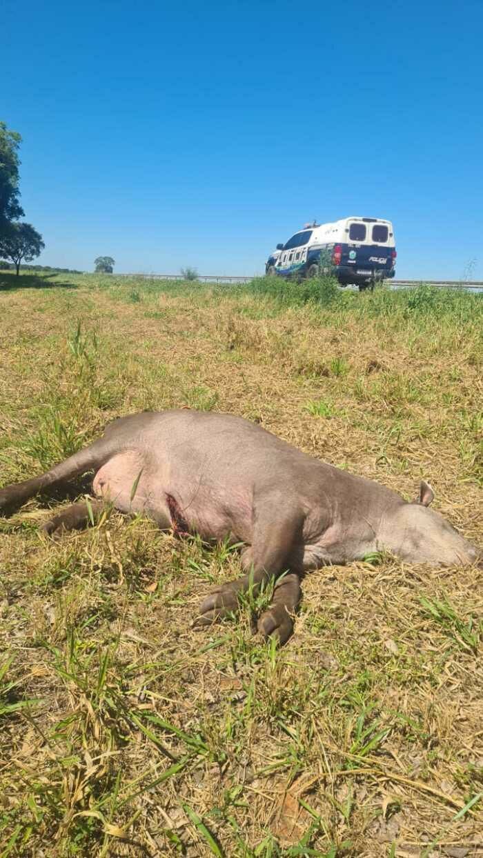 Imagem de compartilhamento para o artigo Carro fica destruído ao colidir em anta e motorista sai ileso na BR-060 em Paraíso das Águas da MS Todo dia