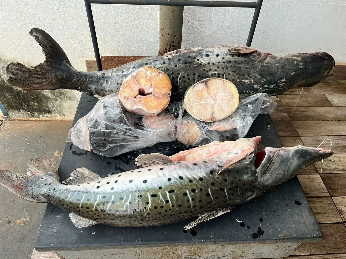 Imagem de compartilhamento para o artigo Pescado irregular leva a multa e apreensão de 33 quilos em Coxim da MS Todo dia