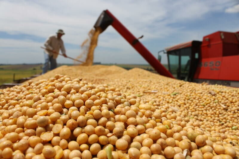Imagem de compartilhamento para o artigo Brasil deve bater novo recorde na produção de grãos na safra 2024/2025 da MS Todo dia