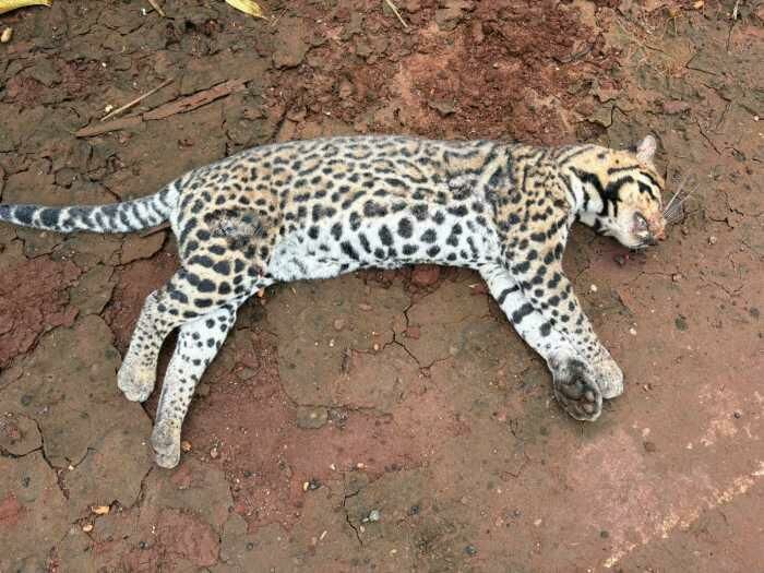 Imagem de compartilhamento para o artigo Filhote de jaguatirica morre atropelado na MS-320, em Paraíso das Águas da MS Todo dia