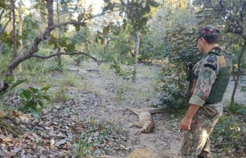 Imagem de compartilhamento para o artigo Homens são presos em flagrante após matarem onças-pardas, em Rio Verde da MS Todo dia