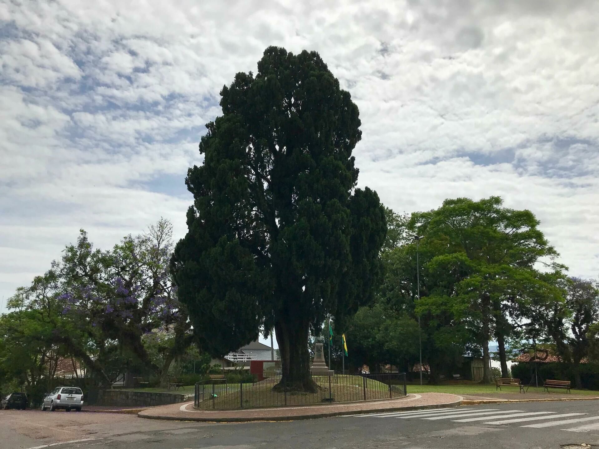 Imagem cipreste farroupilha-guaiba