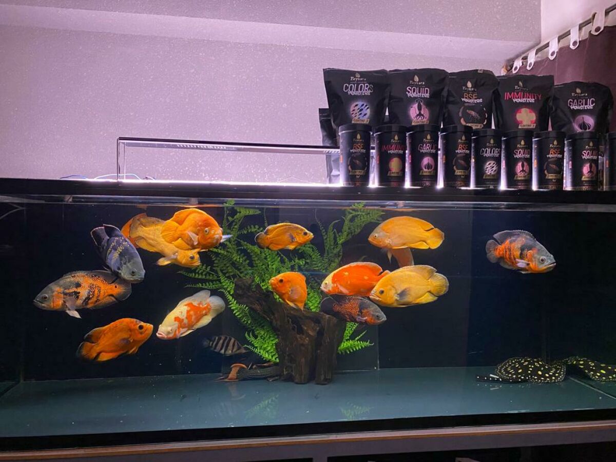 Imagem principal de Arco-Íris Aquático: Mergulhe nas Cores dos Peixes Ornamentais