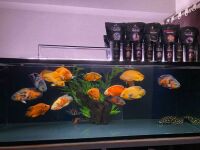 Imagem principal do artigo Arco-Íris Aquático: Mergulhe nas Cores dos Peixes Ornamentais