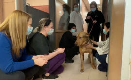 Imagem da notícia Jax, o cachorrinho de abrigo que se despediu dos funcionários, um a um, após ser adotado