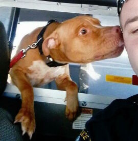 Imagem da notícia Policial resgata cachorrinho que encontrou abandonado no frio e recebe beijinho de agradecimento