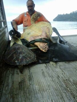 Imagem da notícia Homem vê tartarugas sendo vendidas em mercado e as devolve ao mar após comprar todas elas