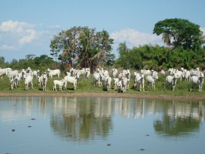 Imagem da notícia Com foco na preservação do meio ambiente, produtores apostam em carne pantaneira sustentável