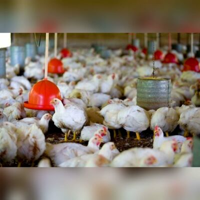 Imagem da notícia Japão desiste de embargo às exportações de frango de MS