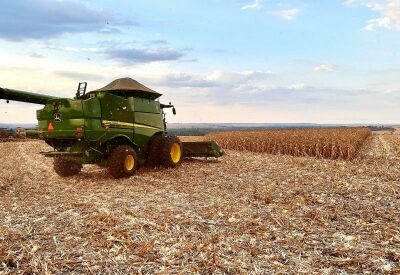 Imagem da notícia Plantio do milho safrinha atinge 92,6% da área em MS, mas enfrenta risco de estiagem