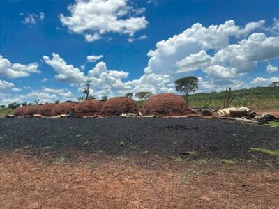 Imagem da notícia MP investiga desmatamento ilegal de mais de 70 hectares em estância de Inocência