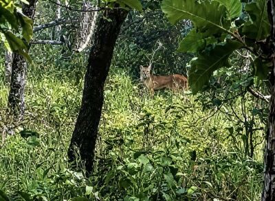 Imagem da notícia Vaqueiros registram aparição de onça-parda durante trabalho em fazenda de Paraíso das Águas