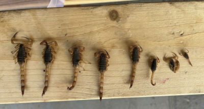 Imagem da notícia Alerta em Paraíso das Águas: escorpiões-amarelos são capturados às margens do Rio Sucuriú