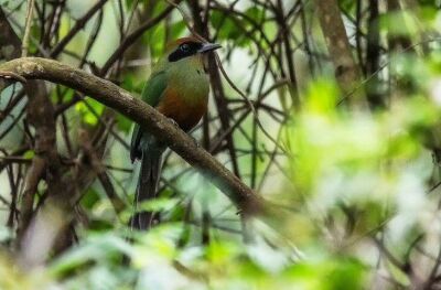 Imagem da notícia Juruva é instituída ave símbolo da Mata Atlântica em MS e fortalece agenda de conservação e aviturismo