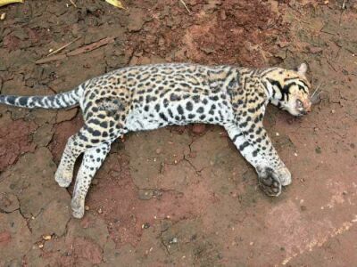 Imagem da notícia Filhote de jaguatirica morre atropelado na MS-320, em Paraíso das Águas