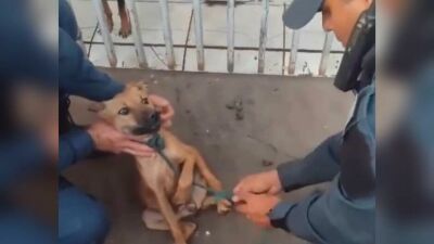 Imagem da notícia Cachorro é resgatado pela polícia militar após ser encontrado amarrado em situação de maus-tratos em Paranaíba