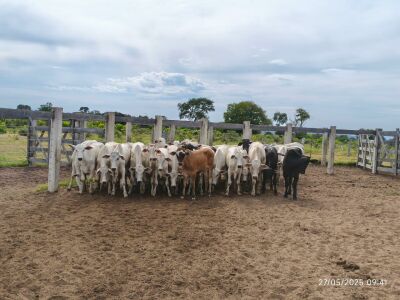 Imagem da notícia Funcionário é preso em flagrante por furto de gado e posse irregular de armas em Rio Verde de Mato Grosso