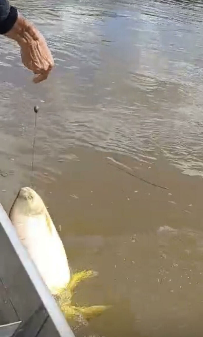 Imagem ilustrativa da matéria Pacu raro de quase 5 quilos escapa após fisgada no Rio Sucuriú, em Paraíso das Águas