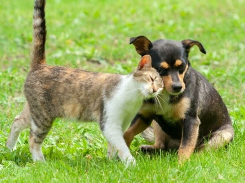 Imagem ilustrativa da matéria MP investiga políticas para controle de cães e gatos diante de aumento de abandono em Chapadão do Sul