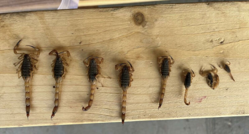 Ilustração da notícia Alerta em Paraíso das Águas: escorpiões-amarelos são capturados às margens do Rio Sucuriú