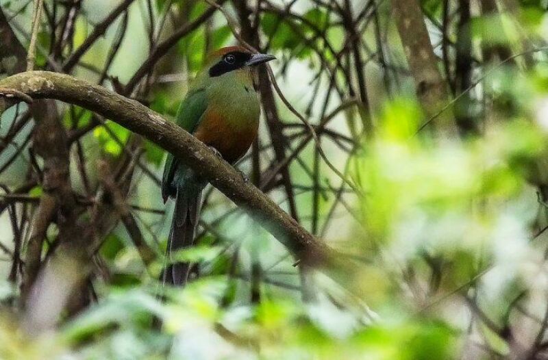 Imagem ilustrativa da matéria Juruva é instituída ave símbolo da Mata Atlântica em MS e fortalece agenda de conservação e aviturismo