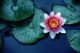 Imagem adicional 14 do item Jardins do Monet (Giverny)