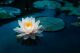 Imagem adicional 16 do item Jardins do Monet (Giverny)