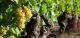 Imagem adicional 6 do item Rota do Champagne: visitas de caves e degustação