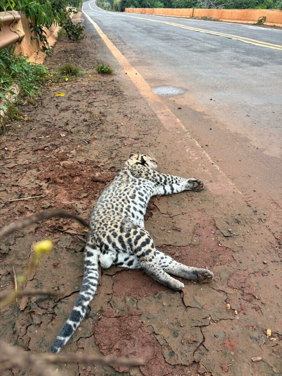 Imagem paraiso-das-aguas-filhote-de-jaguatirica-e-atropelado-e-morto-em-pouso-alto