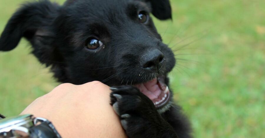 Imagem Cachorro_brincando_com_dono