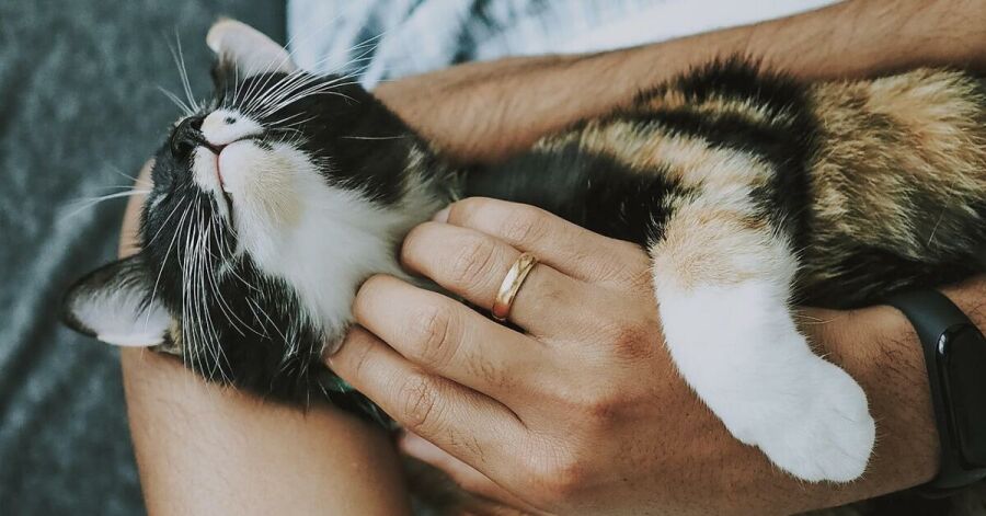 Imagem Gato_carinho
