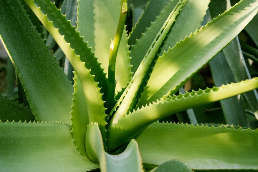 Planta Aloe Vera ou Babosa. Reprodução: Internet