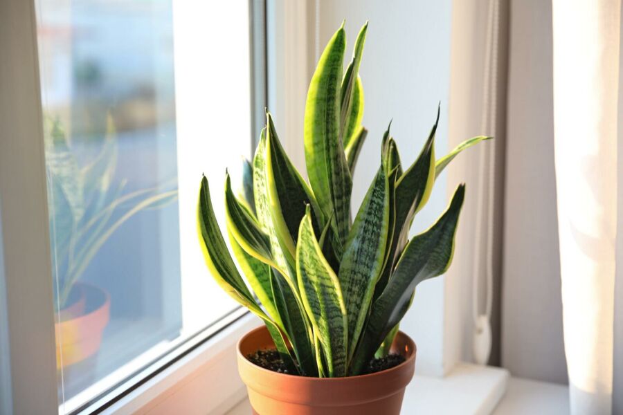 Planta Espada de São Jorge. Reprodução: Internet